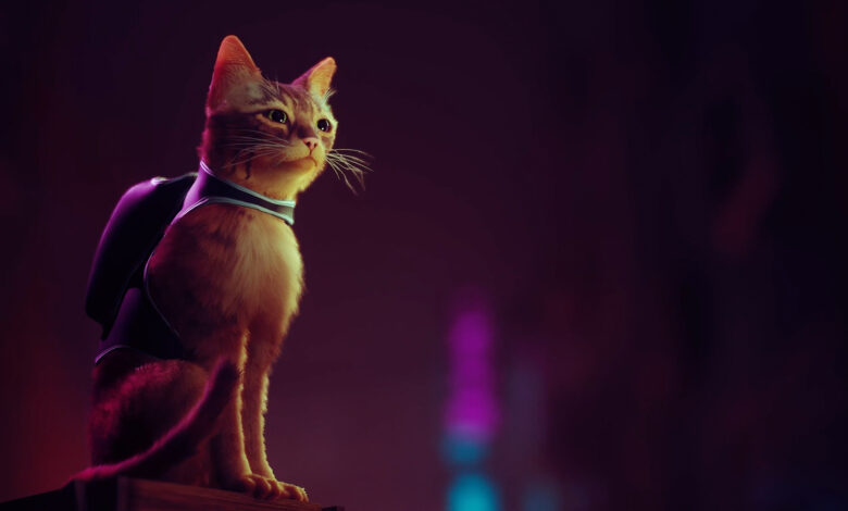 stray featured image
